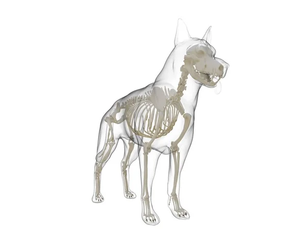 Dog Silhouette Visible Skeleton White Background Digital Illustration — Stock Photo, Image