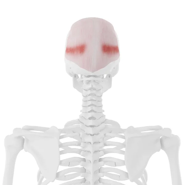 Human Skeleton Detailed Red Frontalis Muscle Digital Illustration — Stock Photo, Image