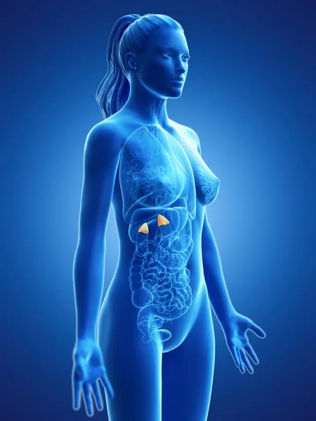 目に見える副腎を持つ女性の体 デジタルイラスト — ストック写真