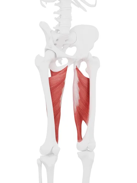 Parte Del Esqueleto Humano Con Músculo Rojo Adductor Magnus Detallado —  Fotos de Stock