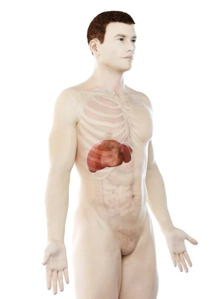 Anatomía Del Hígado Silueta Corporal Masculina Ilustración Digital —  Fotos de Stock