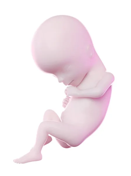 Menselijke Foetus Week Computer Illustratie — Stockfoto