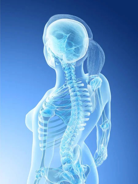 Vrouwelijke Anatomie Van Rug Nek Skelet Computer Illustratie — Stockfoto