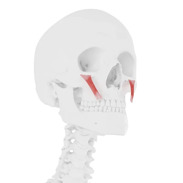 詳細なZygomaticusマイナーマッスルを持つ人間の骨格モデル コンピュータイラスト — ストック写真