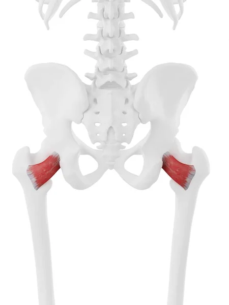 Mänskligt Skelett Med Rödfärgade Quadratus Femoris Muskel Digital Illustration — Stockfoto