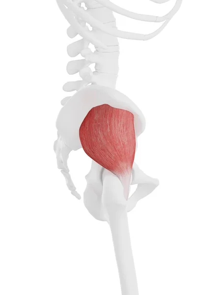 Human Skeleton Part Detailed Red Gluteus Minimus Muscle Digital Illustration — Stock Photo, Image