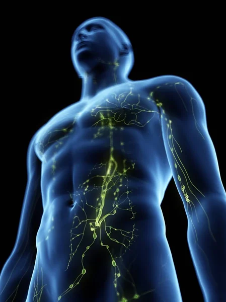 Görünür Lenf Sistemine Sahip Soyut Erkek Vücudu Dijital Illüstrasyon — Stok fotoğraf