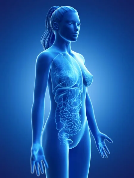 Sylwetka Kobiecego Ciała Pokazująca Pełną Anatomii Cyfrową Ilustrację — Zdjęcie stockowe