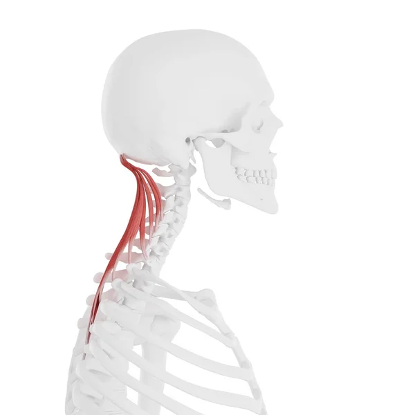 Menschliches Skelett Mit Rot Gefärbtem Muskel Semispinalis Capitis Digitale Illustration — Stockfoto