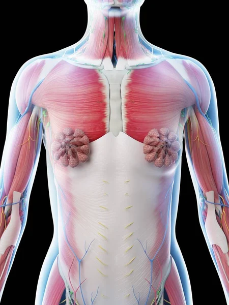 Female Upper Body Anatomy Muscular System Computer Illustration — Stock Photo, Image