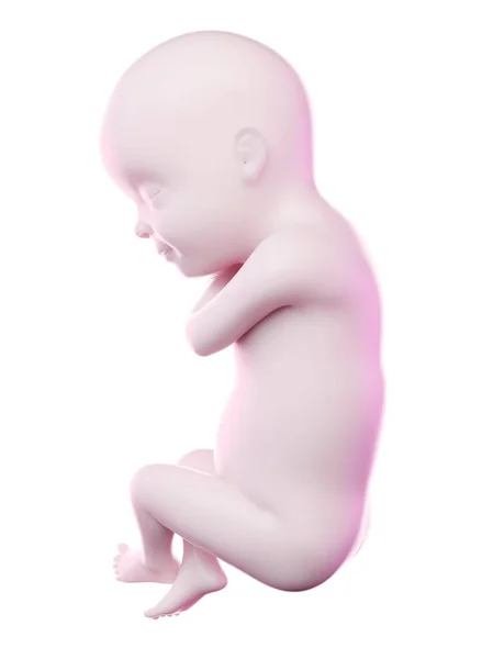 Menselijke Foetus Week Computer Illustratie — Stockfoto