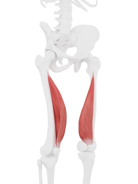 Modelo Esqueleto Humano Con Músculo Vastus Medialis Detallado Ilustración Por —  Fotos de Stock