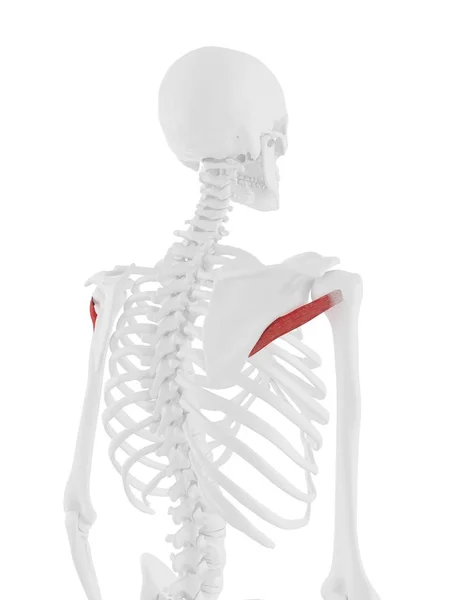 詳細なテレスマイナー筋肉を持つ人間の骨格モデル コンピュータイラスト — ストック写真