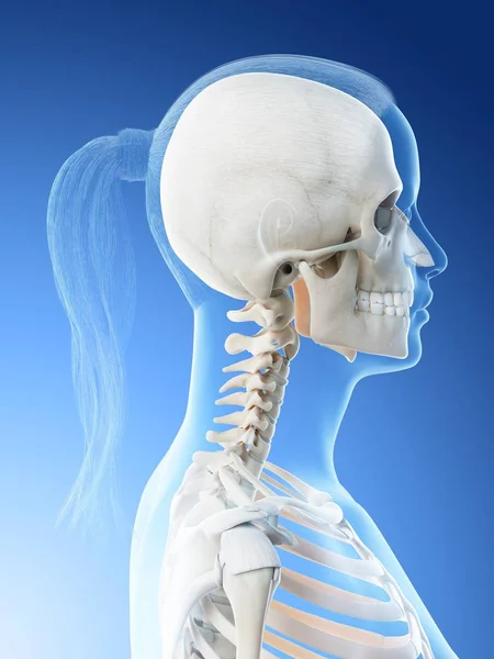 Anatomía Esqueleto Cabeza Cuello Femenino Ilustración Por Computadora — Foto de Stock