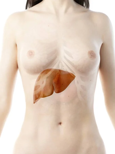 Corpo Feminino Realista Com Fígado Detalhado Ilustração Computador — Fotografia de Stock