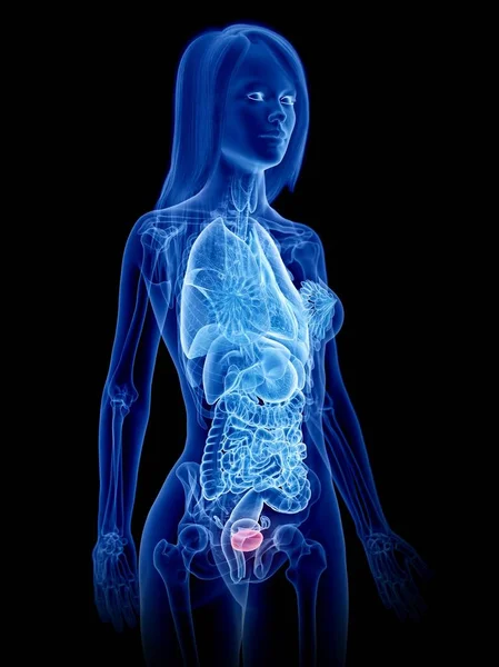 女性解剖透明3D模型 显示膀胱 计算机图解 — 图库照片