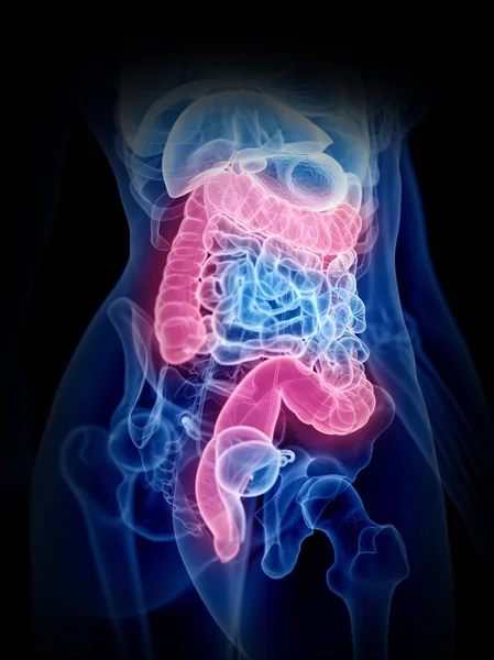 Colored Large Intestine Female Body Silhouette Digital Illustration — Stock Photo, Image