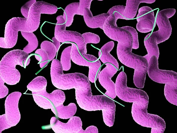 Batteri Colorati Rosa Campylobacter Illustrazione Del Computer — Foto Stock