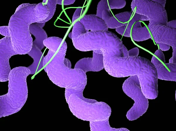 Purple Colored Campylobacter Bacteria Computer Illustration — Stock Photo, Image