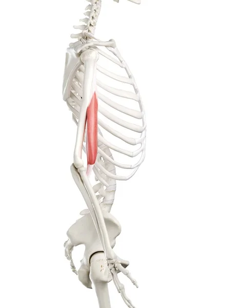 Menselijk Skelet Met Rood Gekleurde Biceps Spier Computer Illustratie — Stockfoto