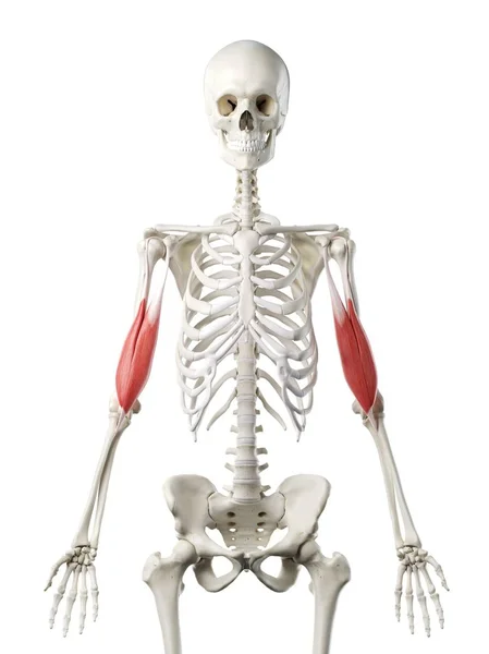 Людський Скелет Язами Біцепсів Червоного Кольору Комп Ютерна Ілюстрація — стокове фото