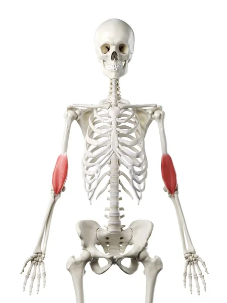 Human Skeleton Red Colored Brachialis Muscle Computer Illustration — Stock fotografie