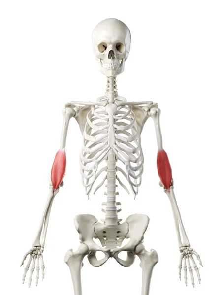 Human Skeleton Red Colored Brachialis Muscle Computer Illustration — Stock Photo, Image