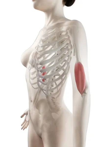 Female Body Model Detailed Brachialis Muscle Computer Illustration — Stock Photo, Image