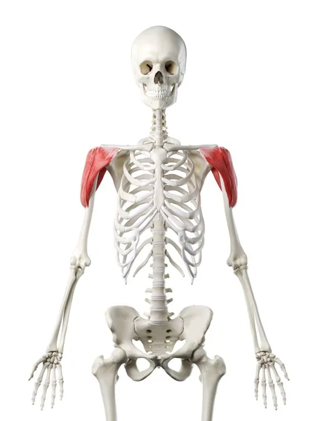 Menselijk Skelet Met Rood Gekleurde Deltoid Spier Computer Illustratie — Stockfoto