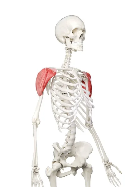 Человеческий Скелет Красной Дельтовидной Мышцей Компьютерная Иллюстрация — стоковое фото