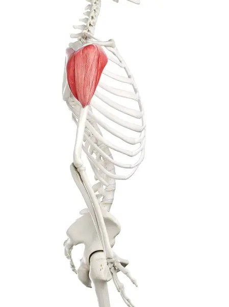 Human Skeleton Red Colored Deltoid Muscle Computer Illustration — ストック写真