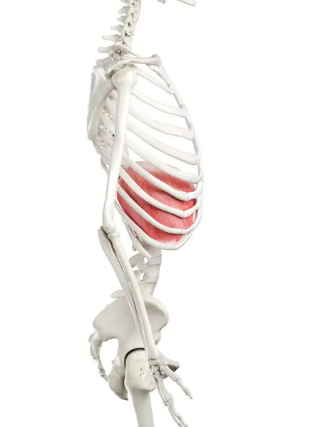 Diafragma Menselijk Skelet Digitale Illustratie — Stockfoto