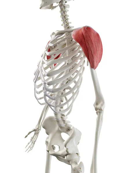 Human Skeleton Red Colored Deltoid Muscle Computer Illustration — Stock Photo, Image