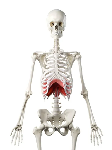 Diaframma Nel Corpo Umano Scheletro Illustrazione Digitale — Foto Stock
