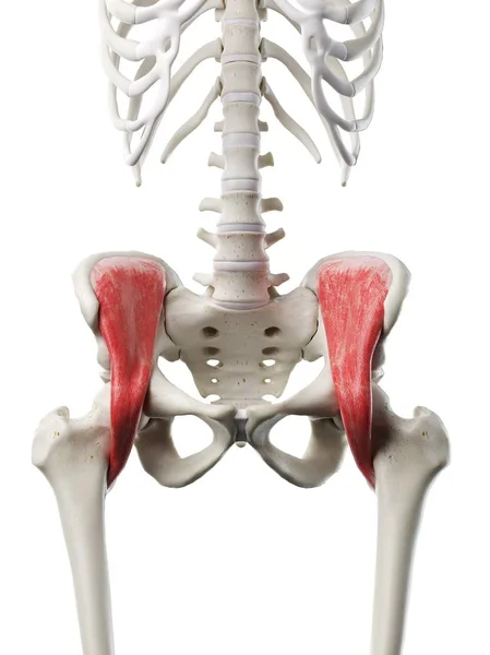 红褐色伊利亚克斯肌肉的人体骨骼 计算机图解 — 图库照片
