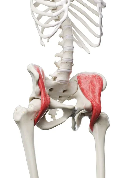 红褐色伊利亚克斯肌肉的人体骨骼 计算机图解 — 图库照片