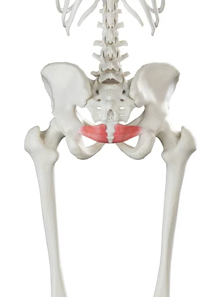 Mänskligt Skelett Med Röd Iliokockygeus Muskel Dator Illustration — Stockfoto