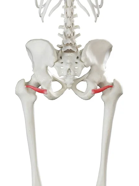 Esqueleto Humano Con Músculo Gemelo Inferior Color Rojo Ilustración Por —  Fotos de Stock