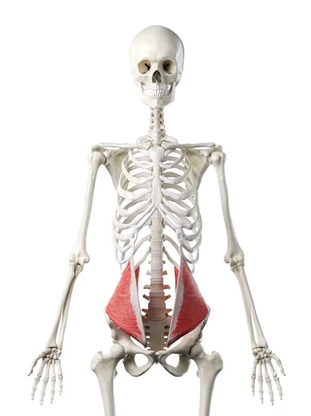 Human Skeleton Red Colored Internal Oblique Muscle Computer Illustration — ストック写真