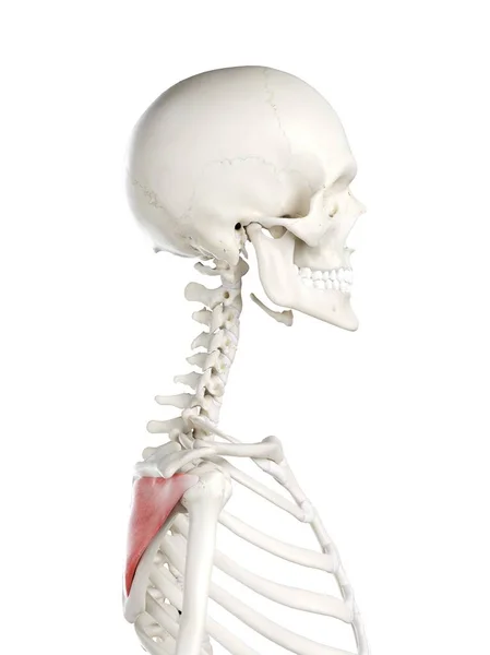 Human Skeleton Red Colored Infraspinatus Muscle Computer Illustration — Stock Photo, Image