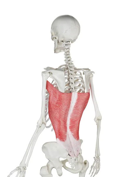 Menschliches Skelett Mit Rot Gefärbtem Muskel Latissimus Dorsi Computerillustration — Stockfoto