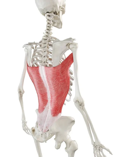 Esqueleto Humano Com Vermelho Colorido Músculo Latissimus Dorsi Ilustração Computador — Fotografia de Stock