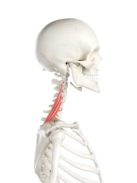 Human Skeleton Red Colored Levator Scapularis Muscle Computer Illustration — Stock Photo, Image