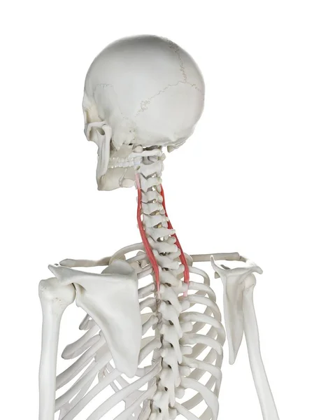 Menschliches Skelett Mit Rot Gefärbtem Longissimus Cervicis Muskel Computerillustration — Stockfoto