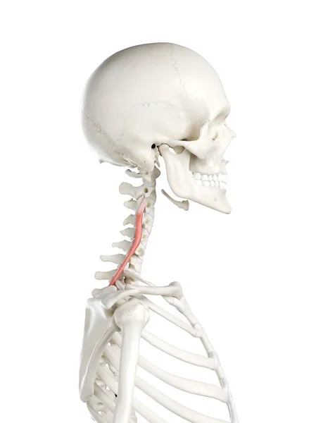 Human Skeleton Red Colored Longissimus Cervicis Muscle Computer Illustration — Stock Photo, Image