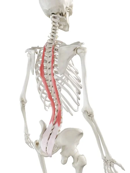 Modelo Esqueleto Humano Com Músculo Longissimus Thoracis Detalhado Ilustração Digital — Fotografia de Stock