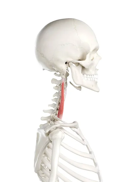 Modelo Esqueleto Humano Com Músculo Escaleno Médio Detalhado Ilustração Digital — Fotografia de Stock