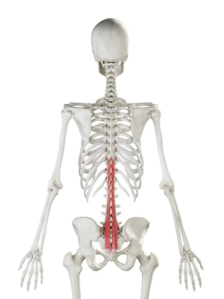 Emberi Csontváz Modell Részletes Multifidus Izom Digitális Illusztráció — Stock Fotó
