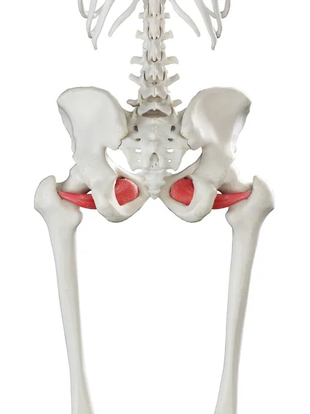Menneskelig Skelet Model Med Detaljeret Obturator Externus Muskel Digital Illustration - Stock-foto