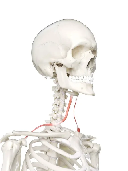 Human Skeleton Model Detailed Omohyoid Muscle Digital Illustration — Stock Photo, Image